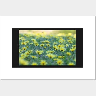 Spring meadow Posters and Art